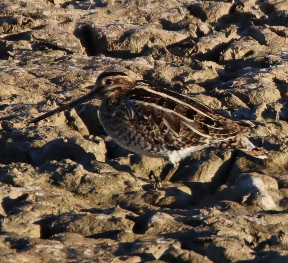 Common Snipe - ML644708050