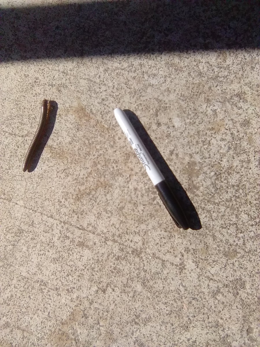 Myriapods - ML644708059