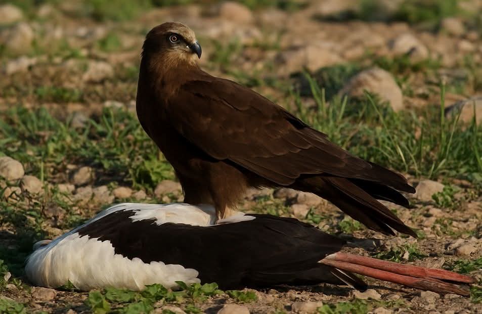 Western Marsh Harrier - ML644708066