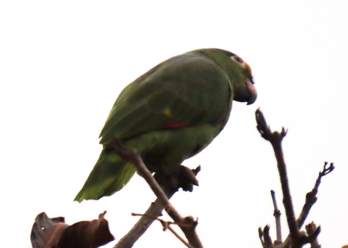 Sarı Alınlı Amazon - ML644708070