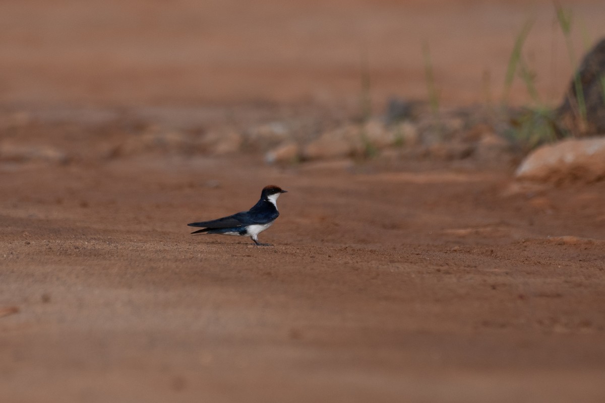 Wire-tailed Swallow - ML644708088