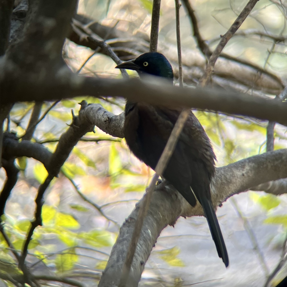 Пурпурный гракл - ML644708120