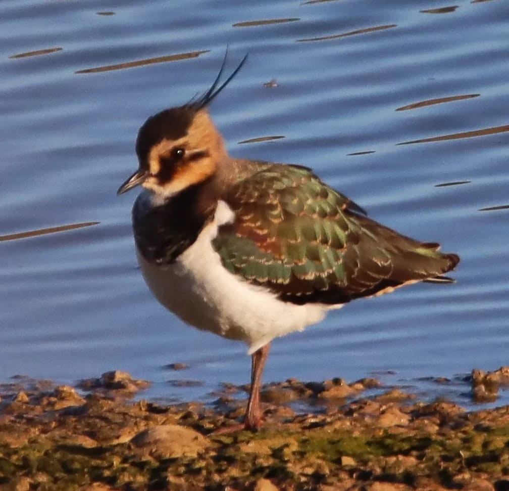 Northern Lapwing - ML644708123