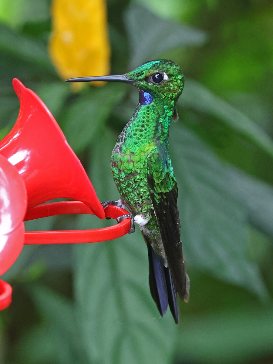 Green-crowned Brilliant - ML644708126