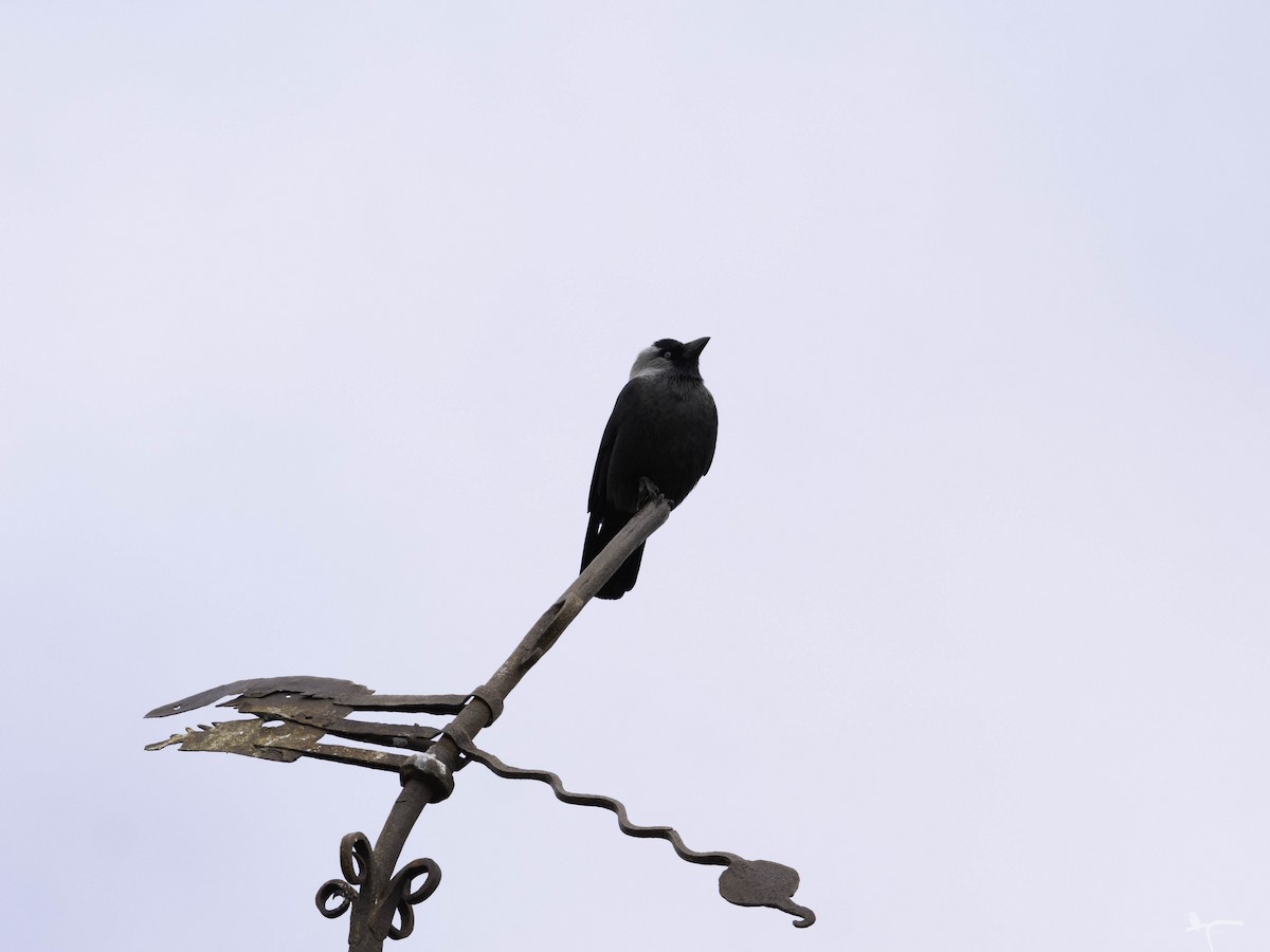 Eurasian Jackdaw - ML644708150