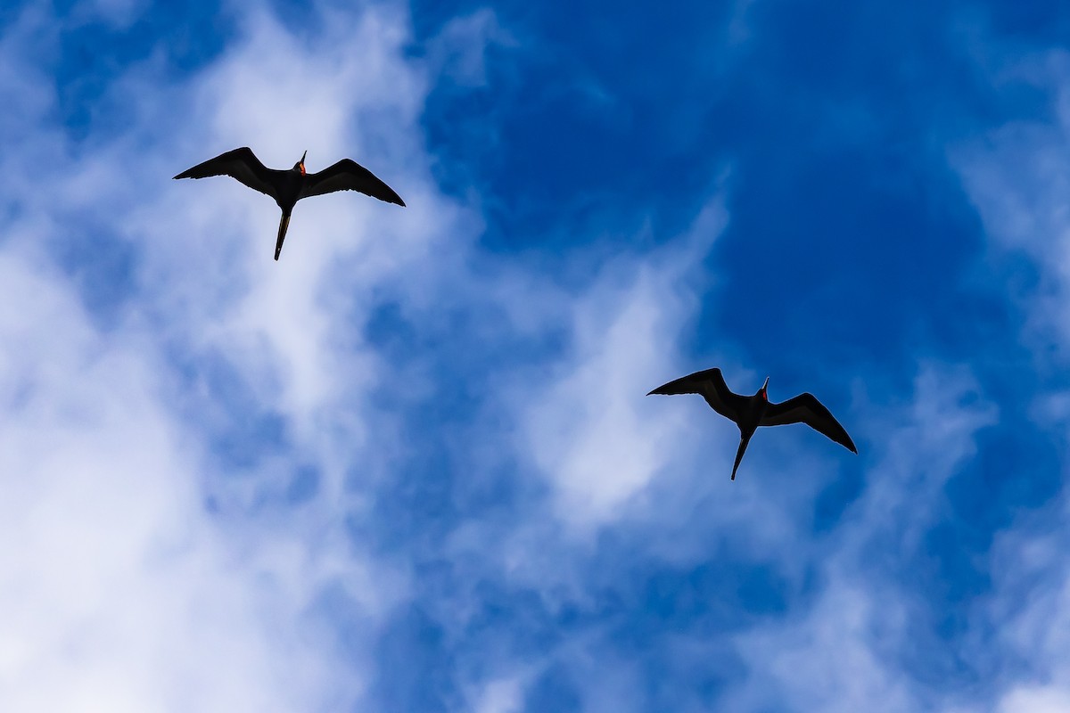 praktfregattfugl - ML644708165