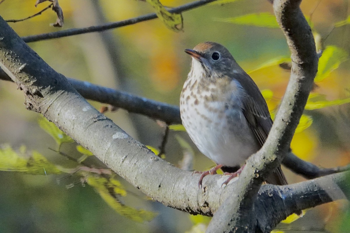 Hermit Thrush - ML644708169