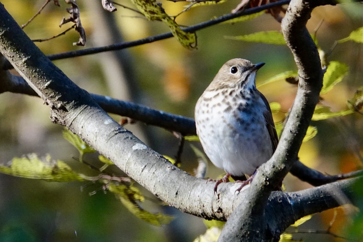 Hermit Thrush - ML644708170