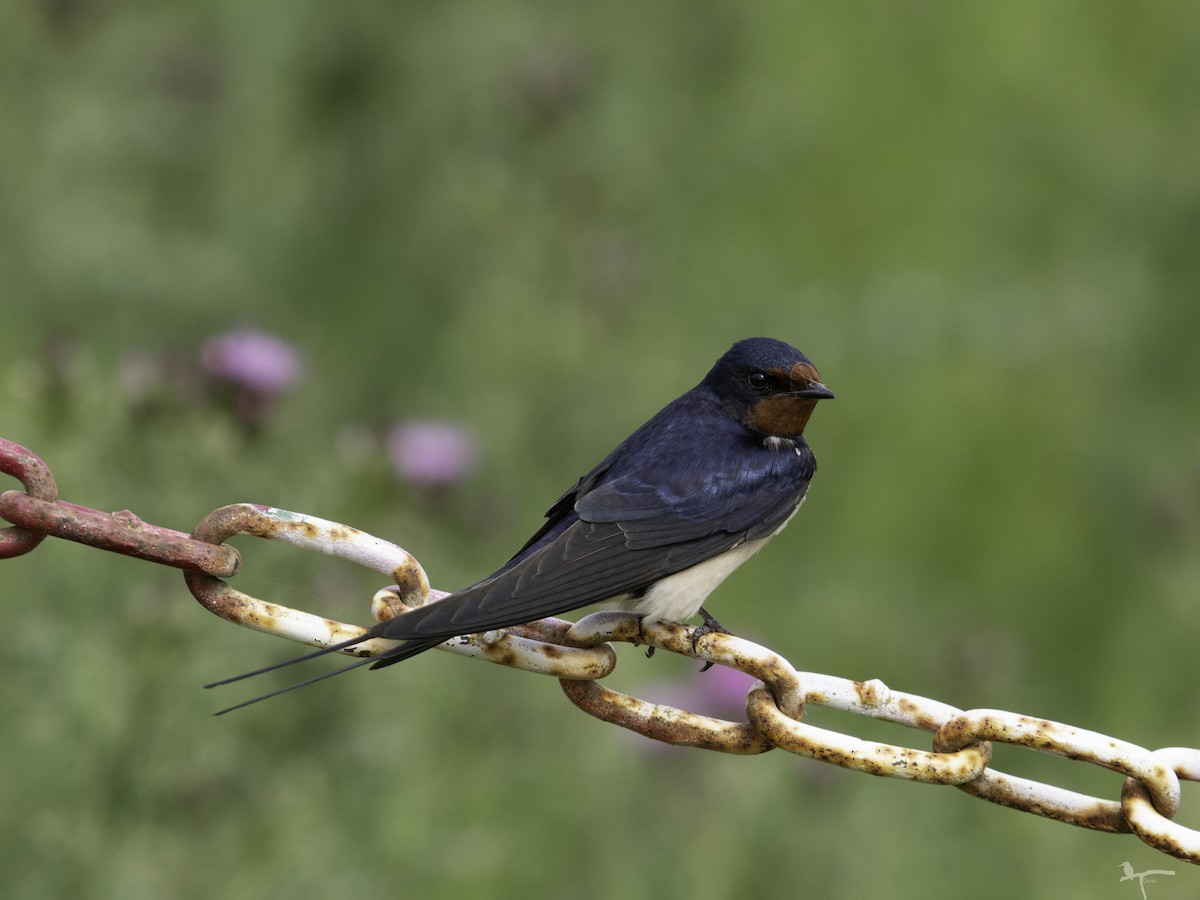 Barn Swallow - ML644708181