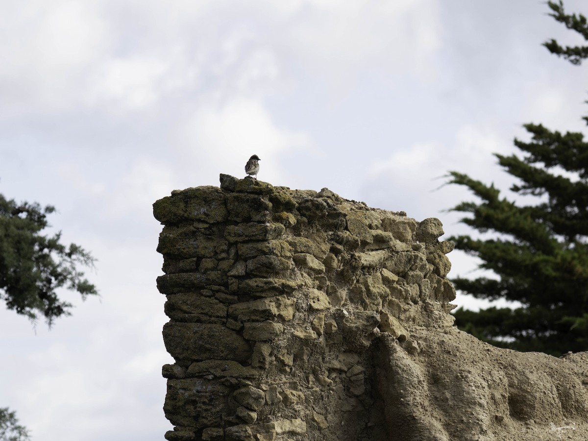 House Sparrow - ML644708185