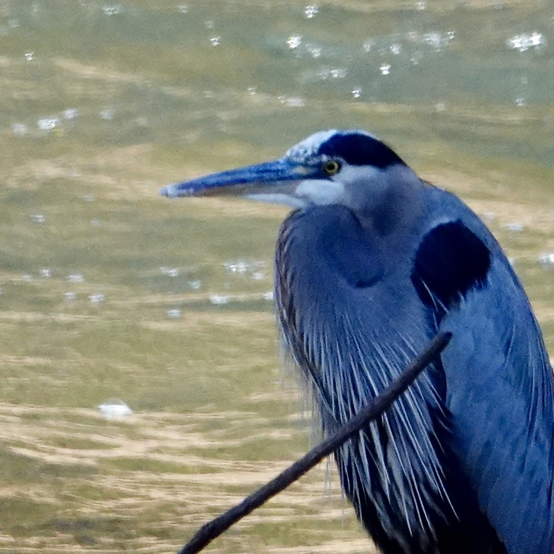 Great Blue Heron - ML644708186
