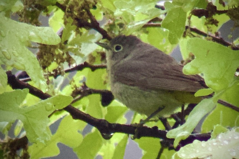Virginia's Warbler - ML644708191