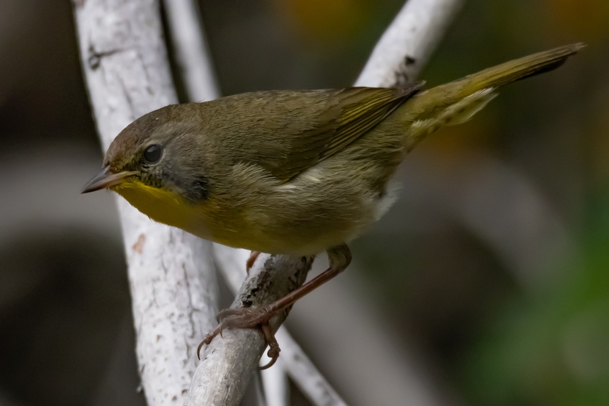 Common Yellowthroat - ML644708200
