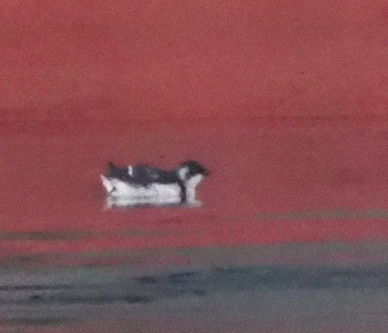 Mergule nain - ML644708206