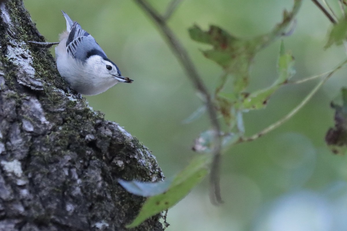 White-breasted Nuthatch - ML644708221
