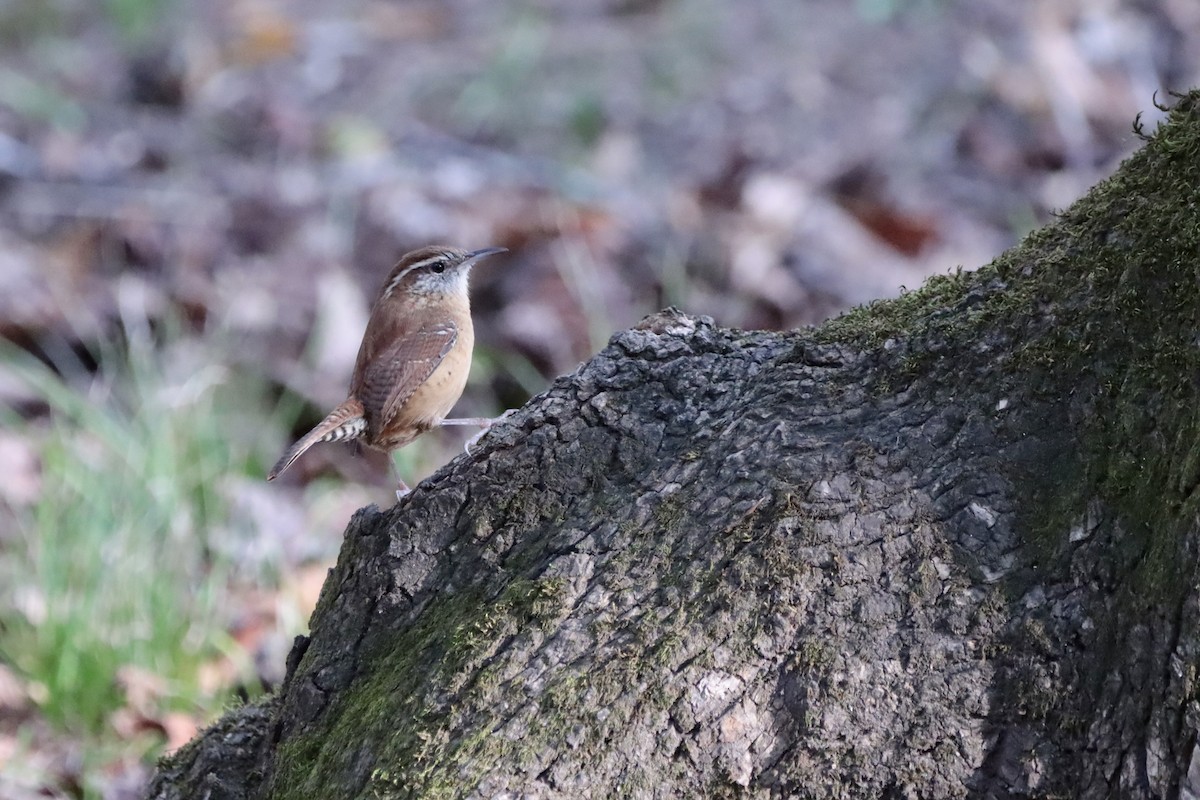 Carolina Wren - ML644708224