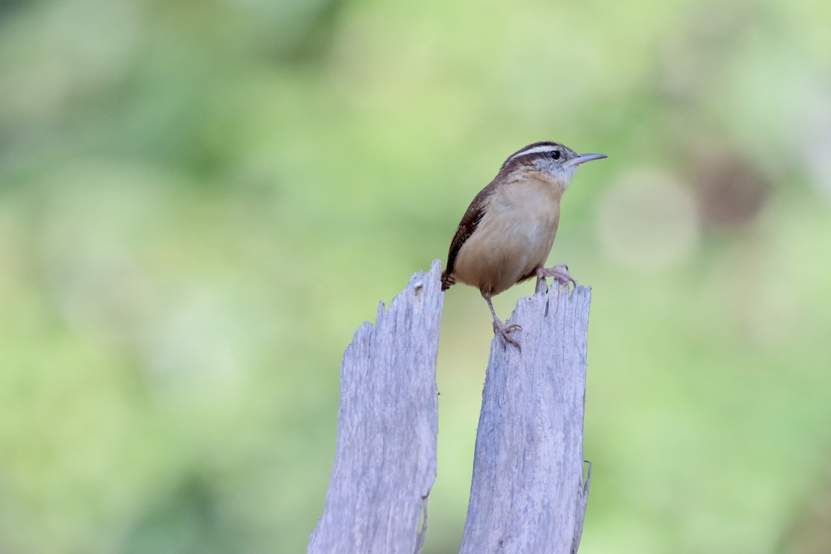 Carolina Wren - ML644708233