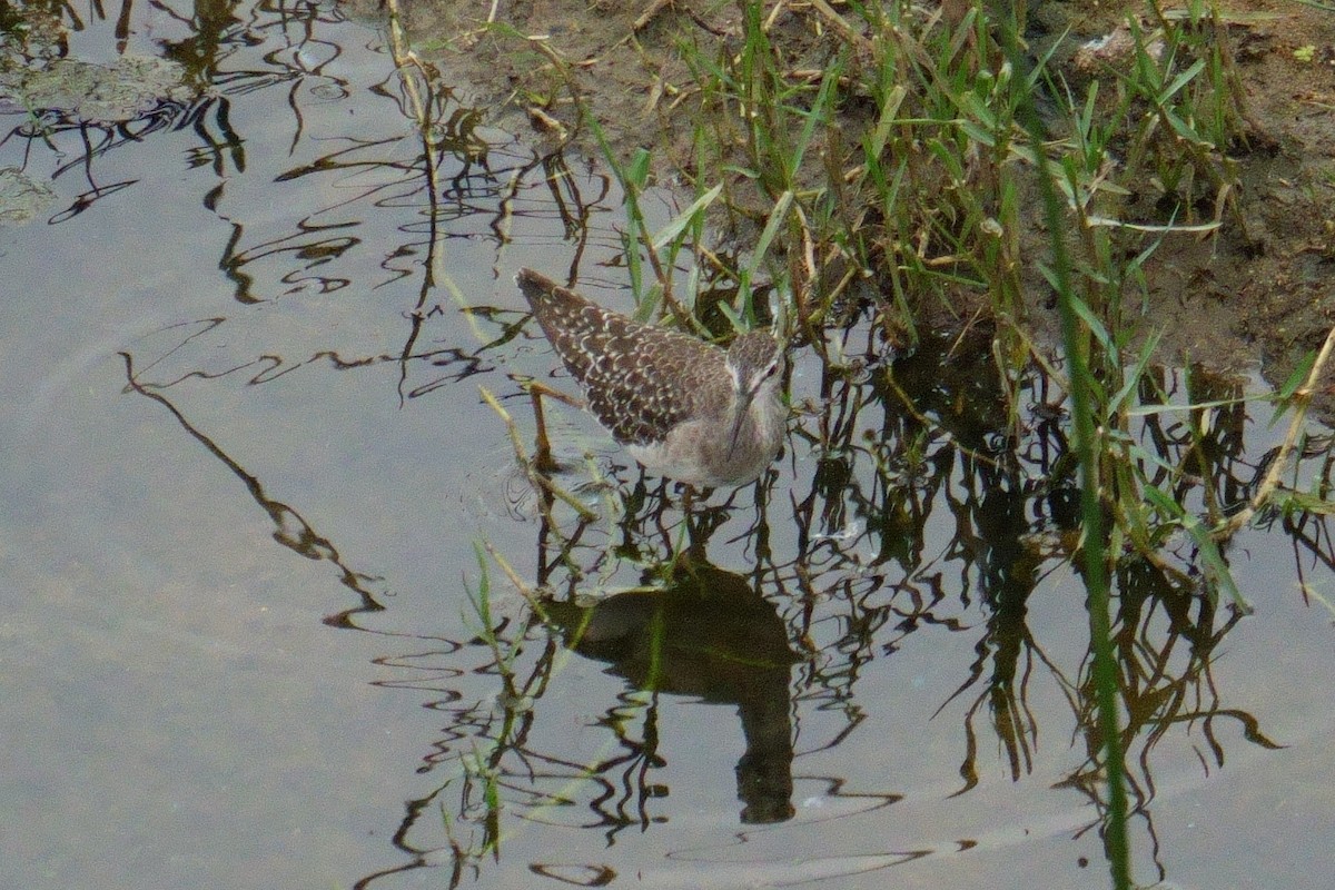 タカブシギ - ML644708236