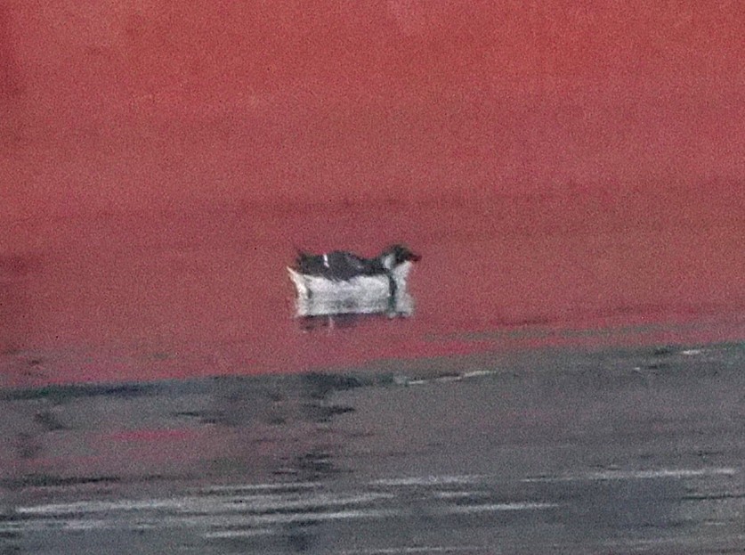 Mergule nain - ML644708242