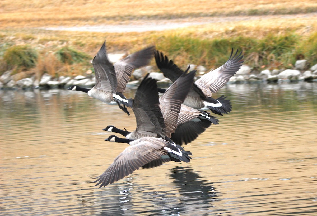 berneška velká - ML644708245