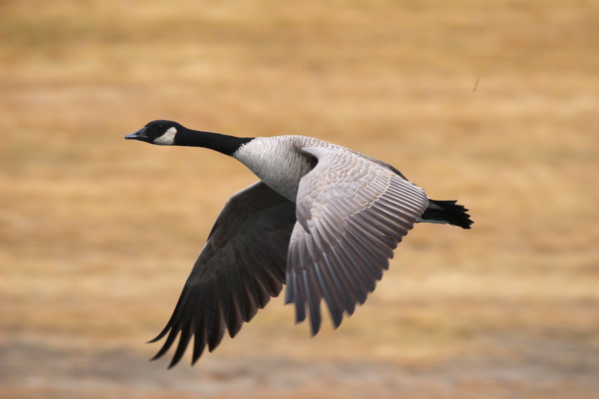 berneška velká - ML644708246