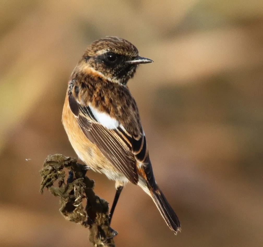 Taşkuşu - ML644708260