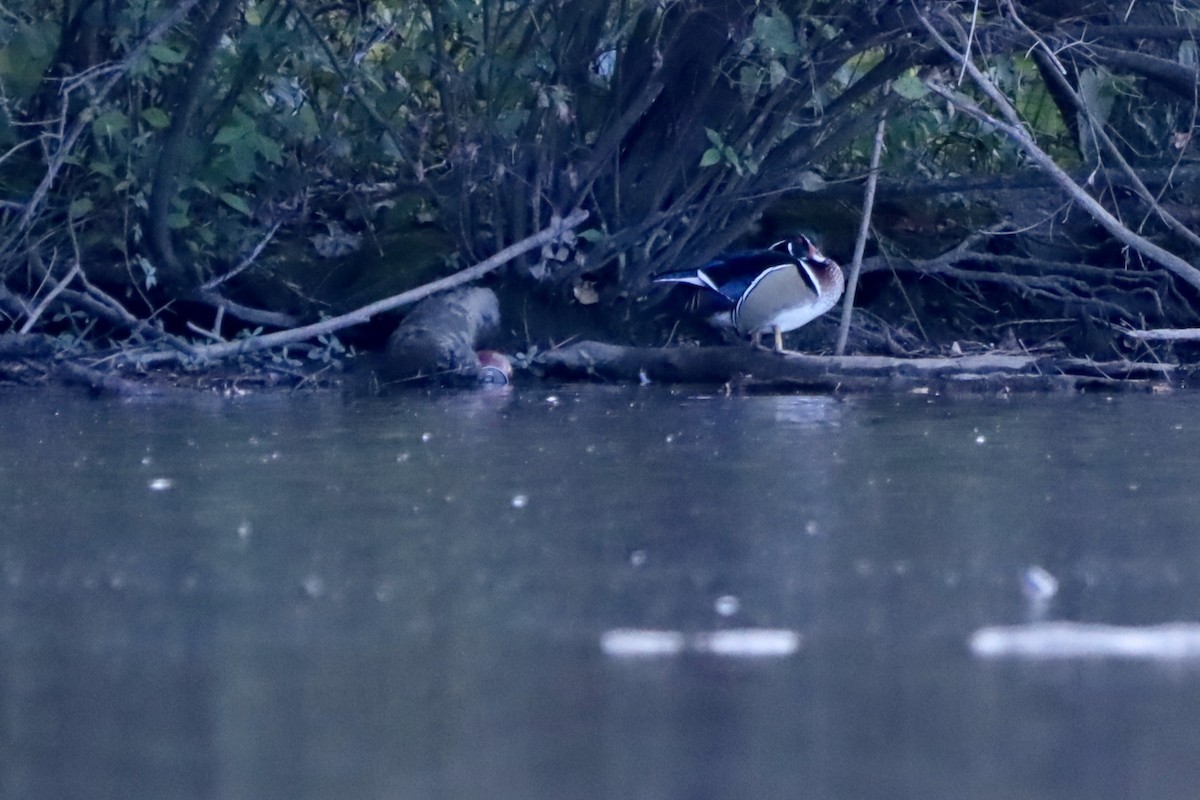 Каролінка - ML644708266