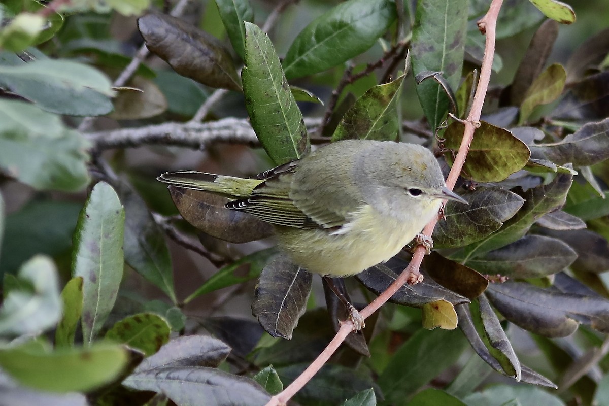 Orange-crowned Warbler - ML644708268