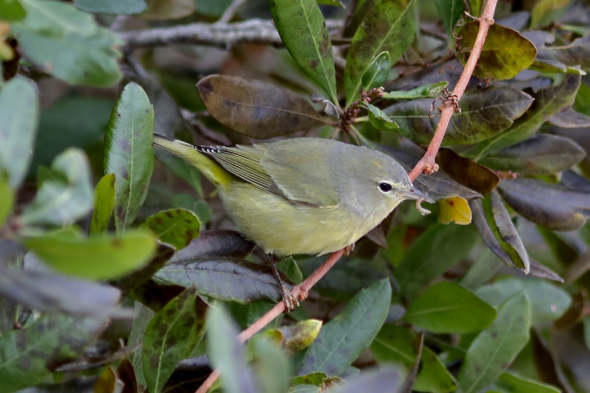 Orange-crowned Warbler - ML644708273