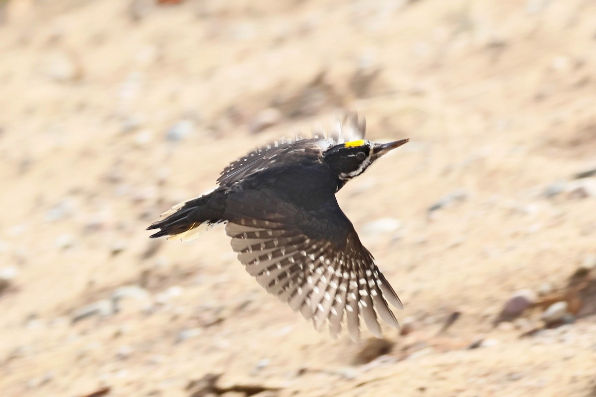 Black-backed Woodpecker - ML644708275