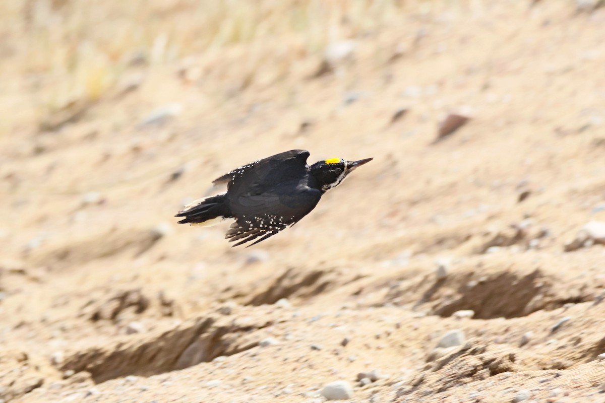 Black-backed Woodpecker - ML644708276