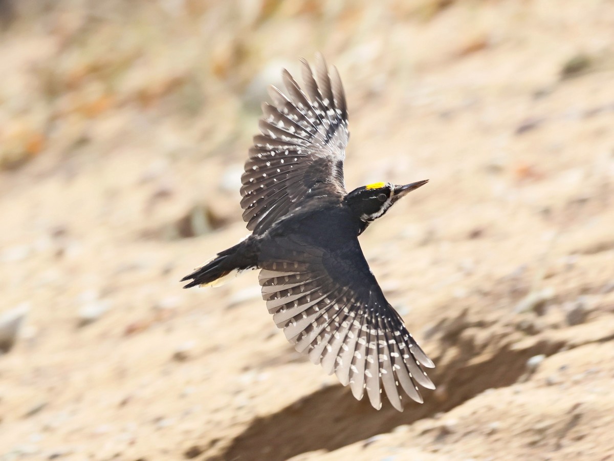 Black-backed Woodpecker - ML644708277