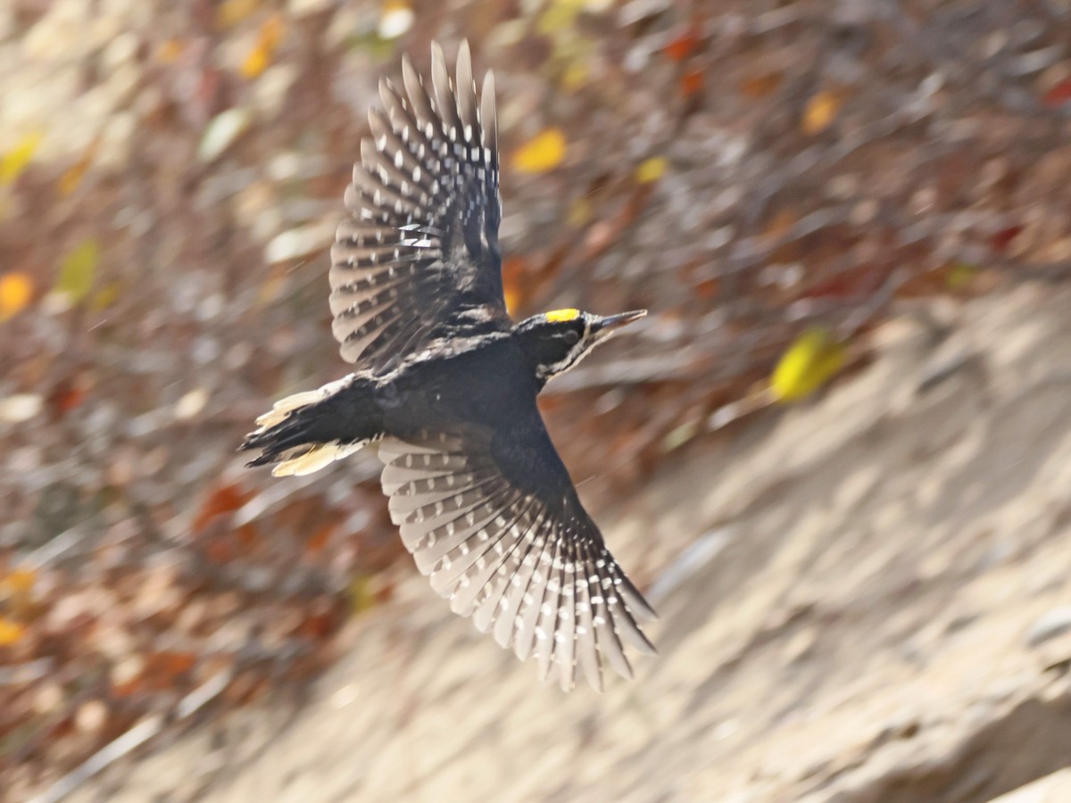Black-backed Woodpecker - ML644708278