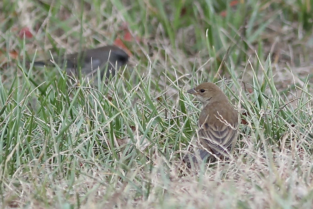 Indigo Bunting - ML644708286