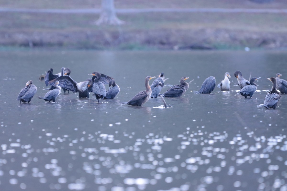 Double-crested Cormorant - ML644708295