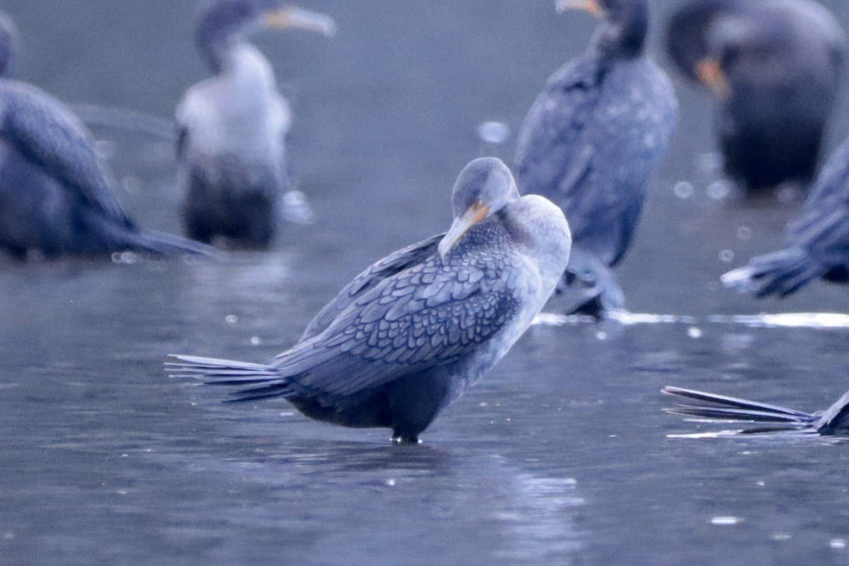 Double-crested Cormorant - ML644708301