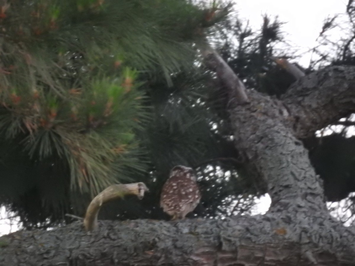 Сич хатній - ML644708302