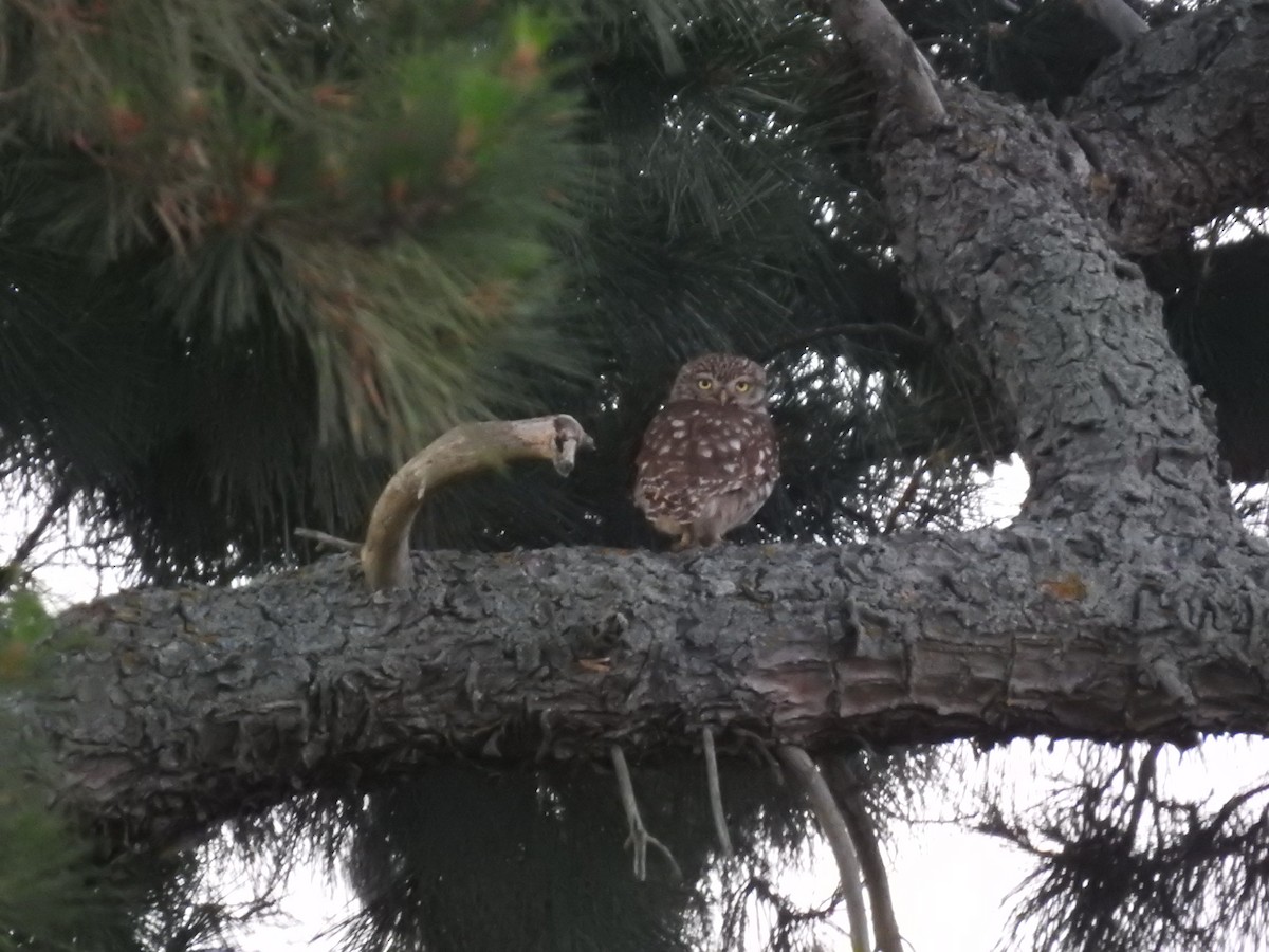 Сич хатній - ML644708303