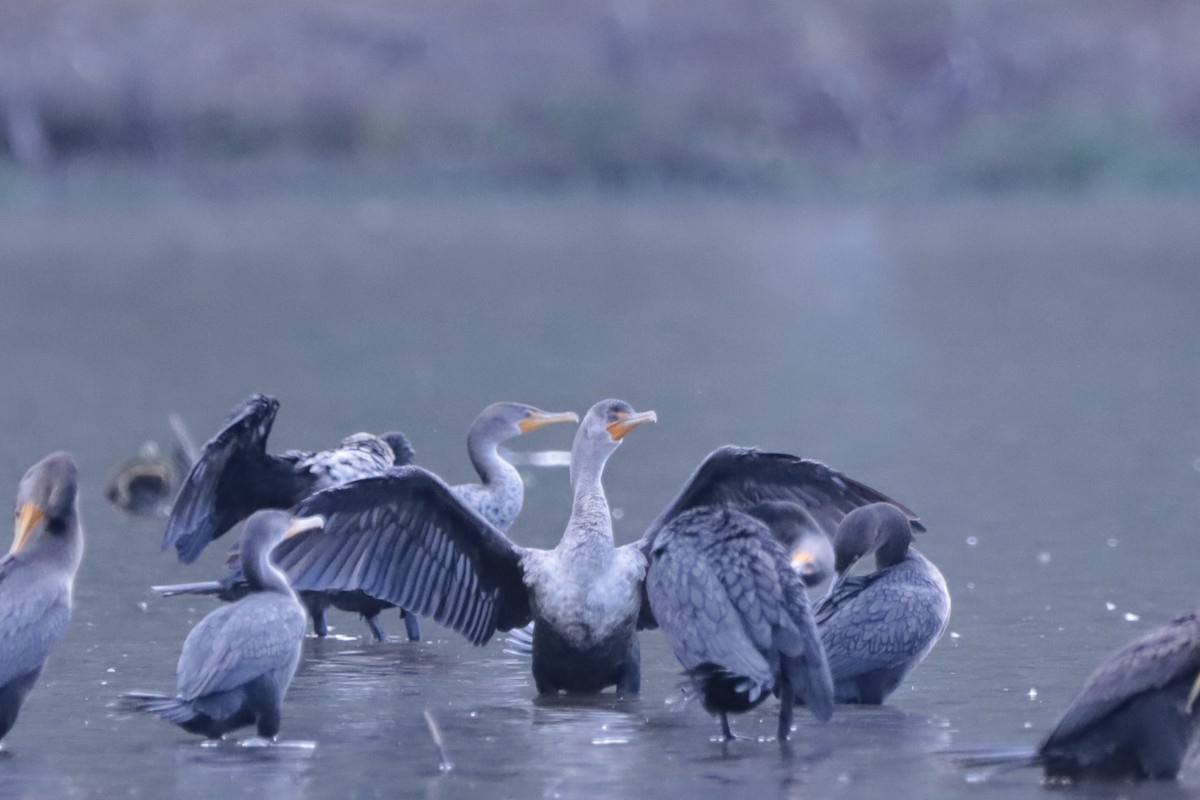 Double-crested Cormorant - ML644708304