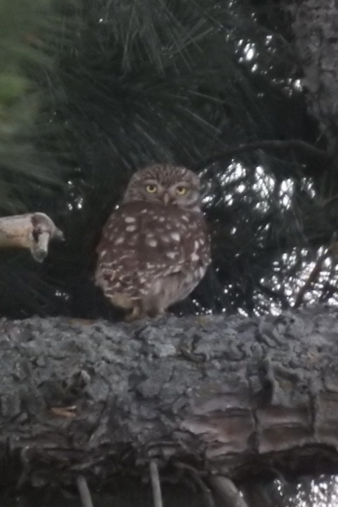 Сич хатній - ML644708305