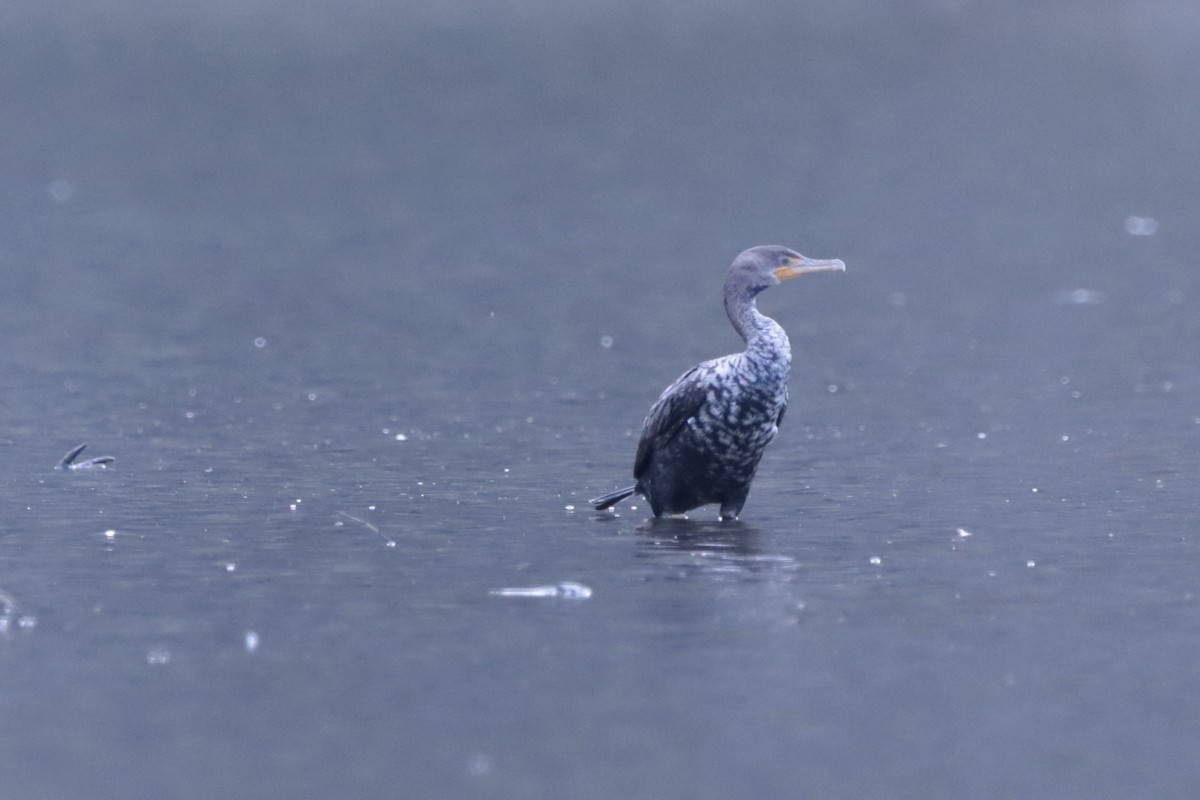 Double-crested Cormorant - ML644708308