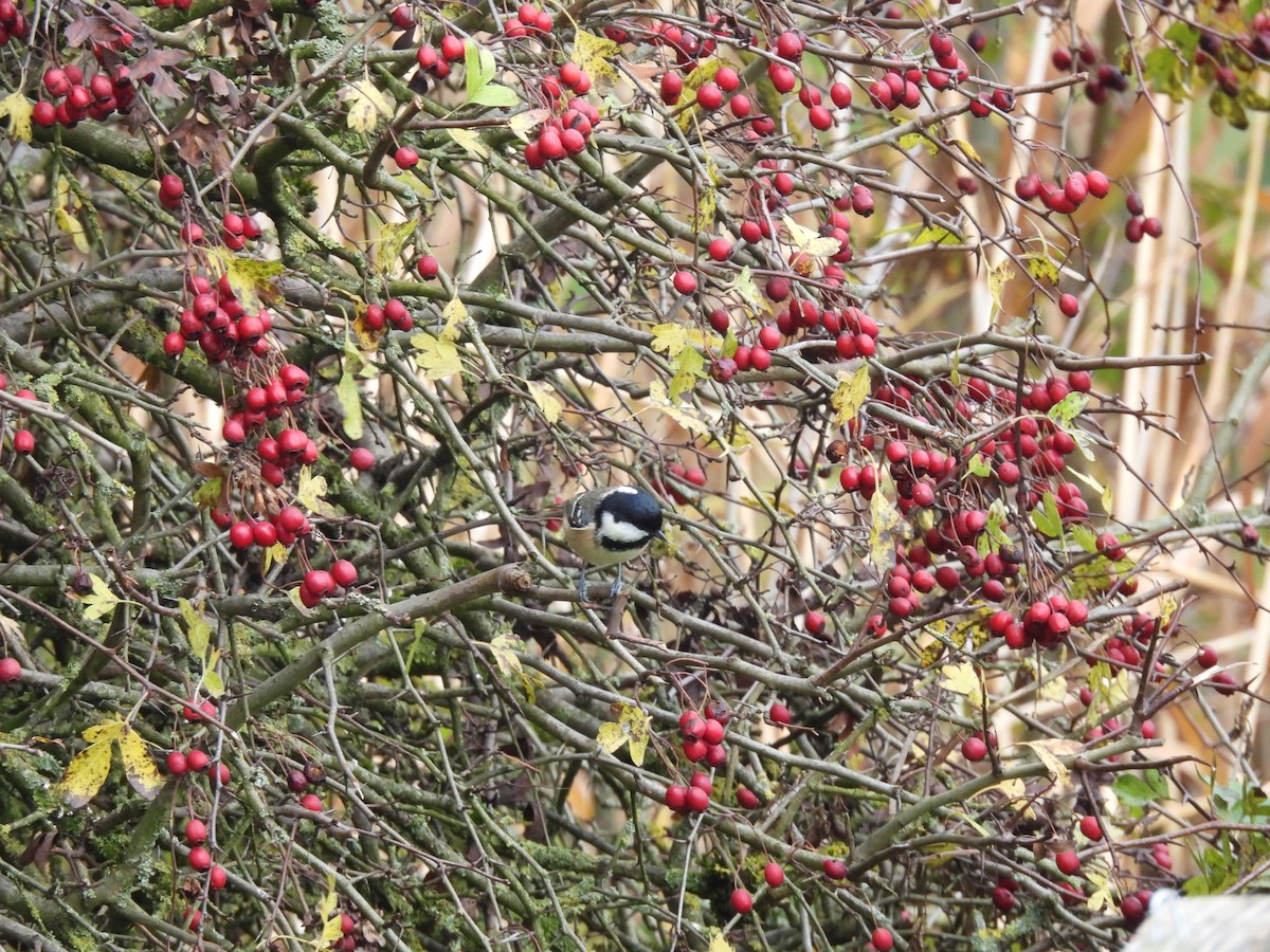 Coal Tit - ML644708315