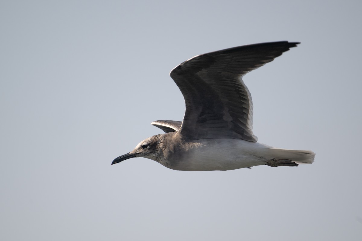 メジロカモメ - ML644708316