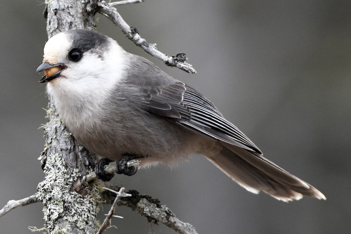 Canada Jay - ML644708317
