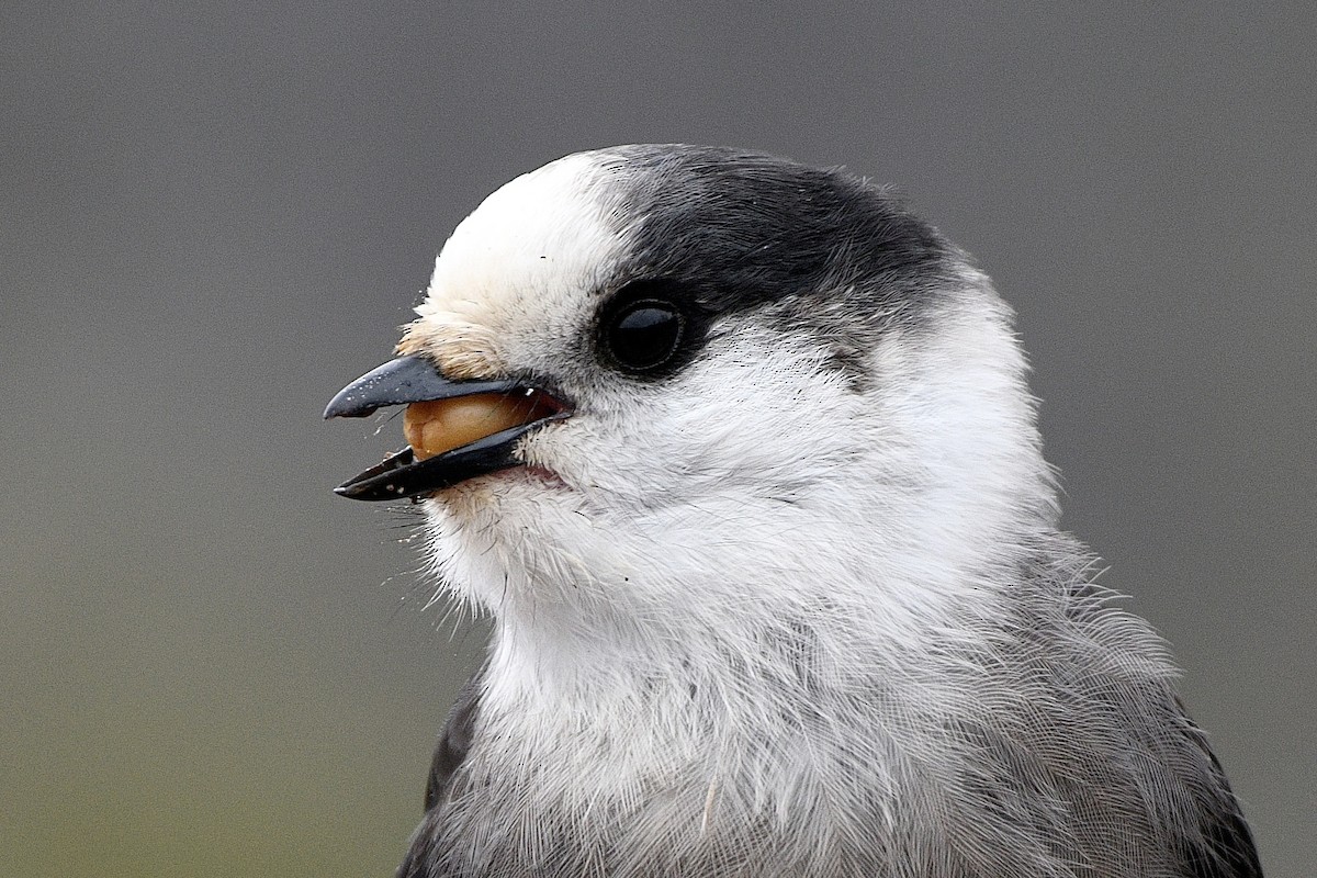 Canada Jay - ML644708318
