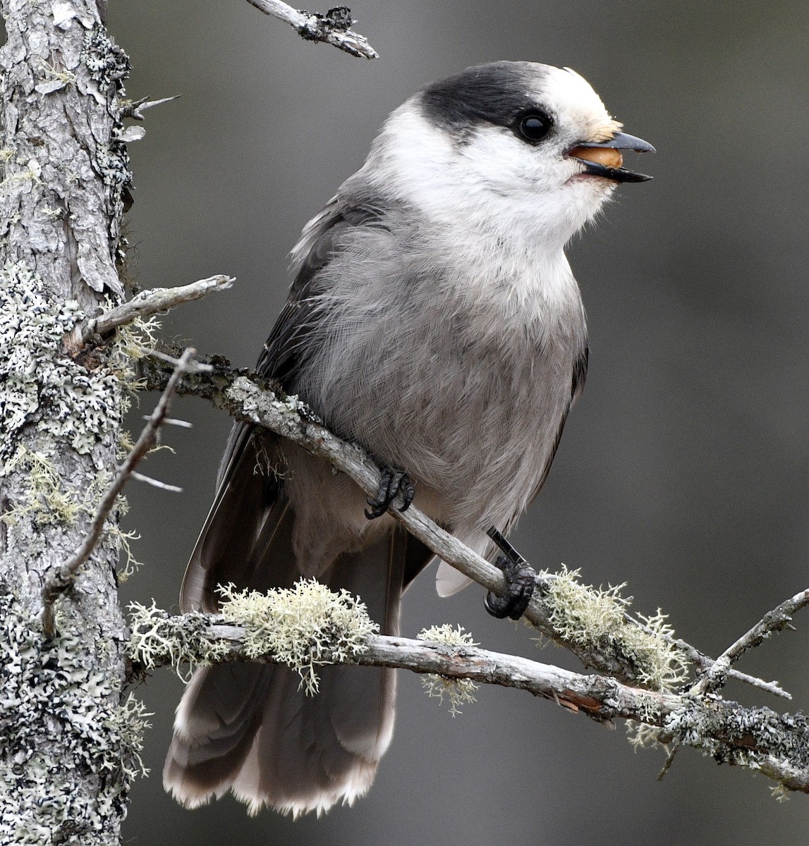Canada Jay - ML644708319