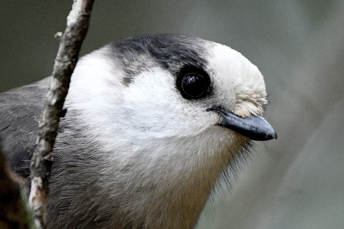 Canada Jay - ML644708320