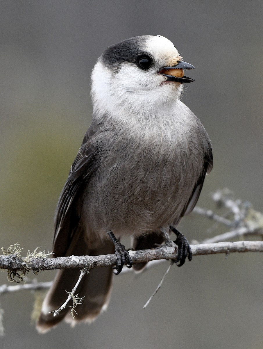 Canada Jay - ML644708321