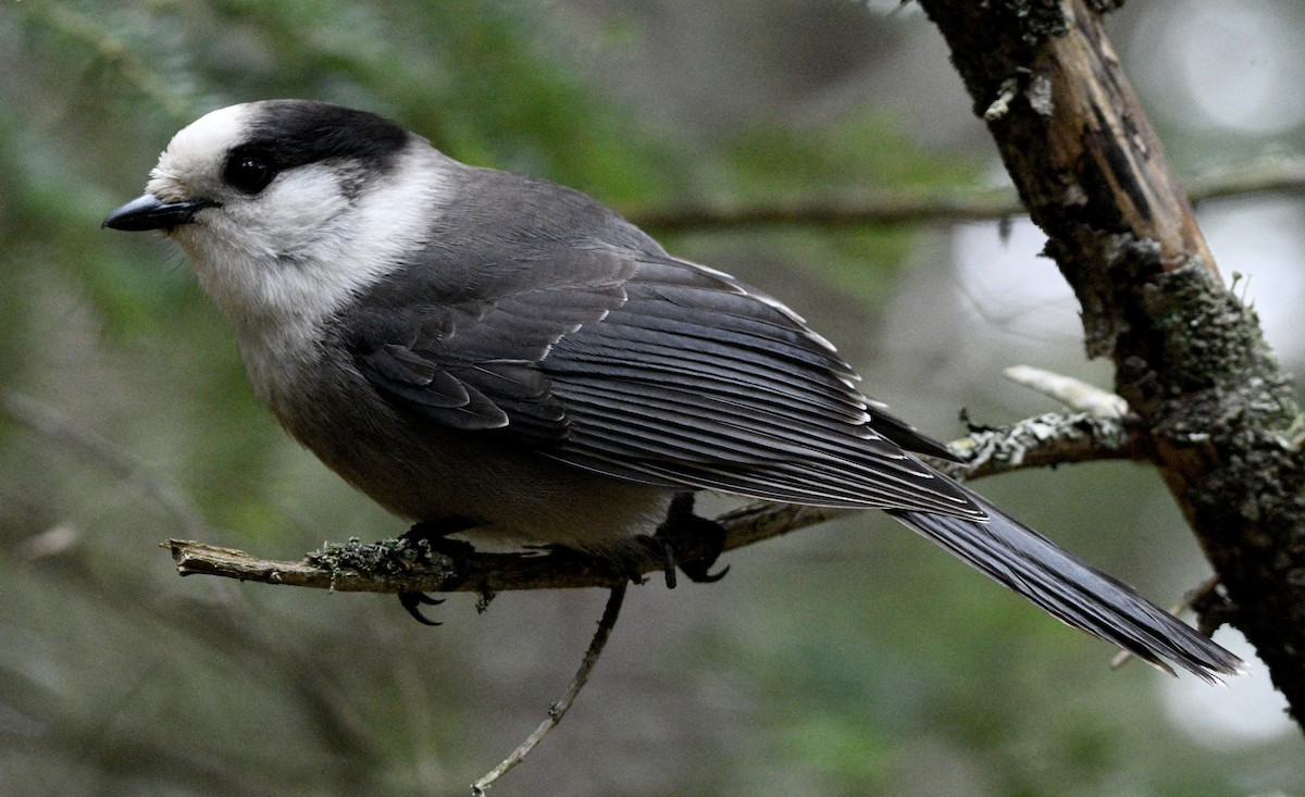 Canada Jay - ML644708322