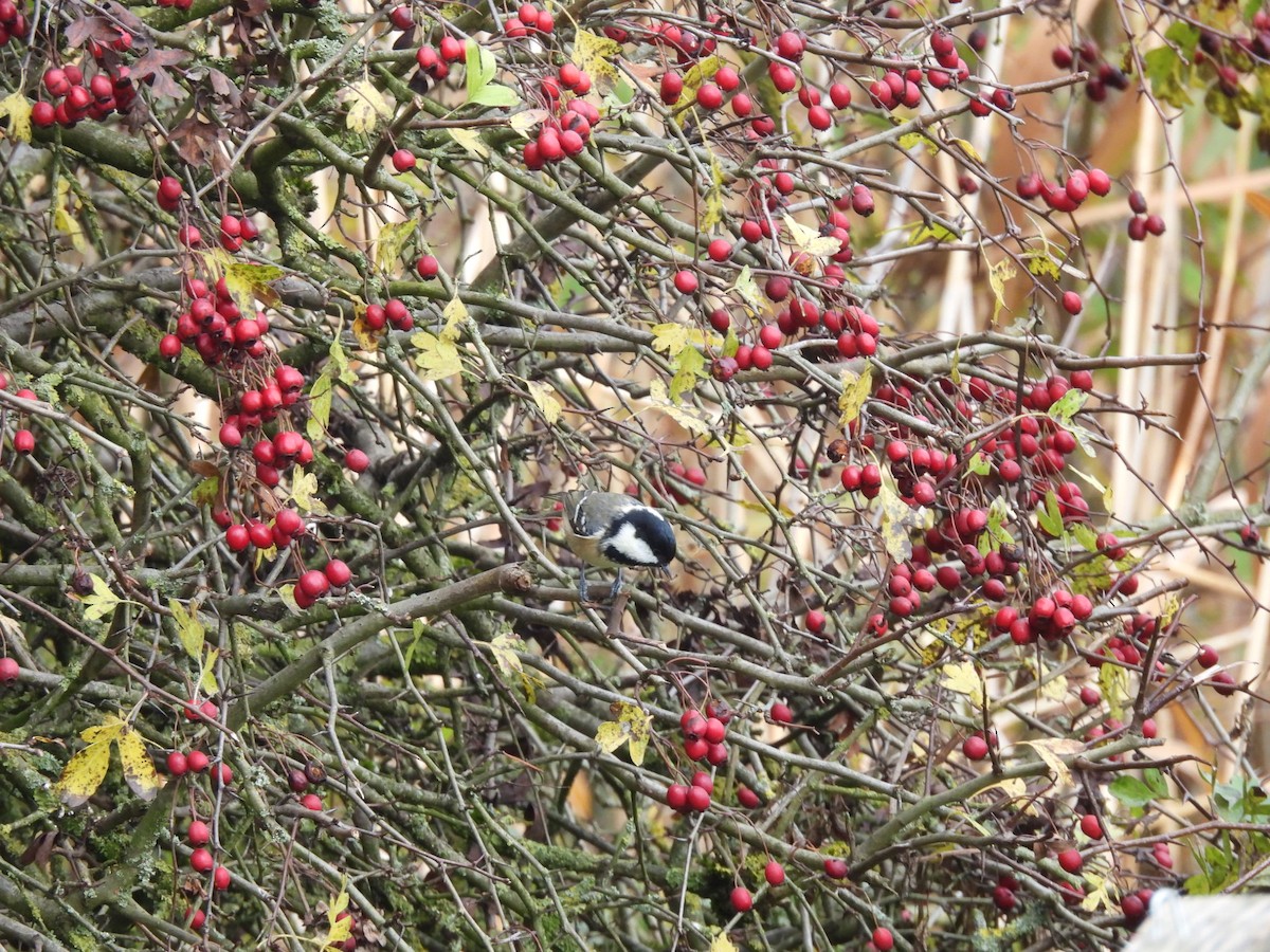 Coal Tit - ML644708324